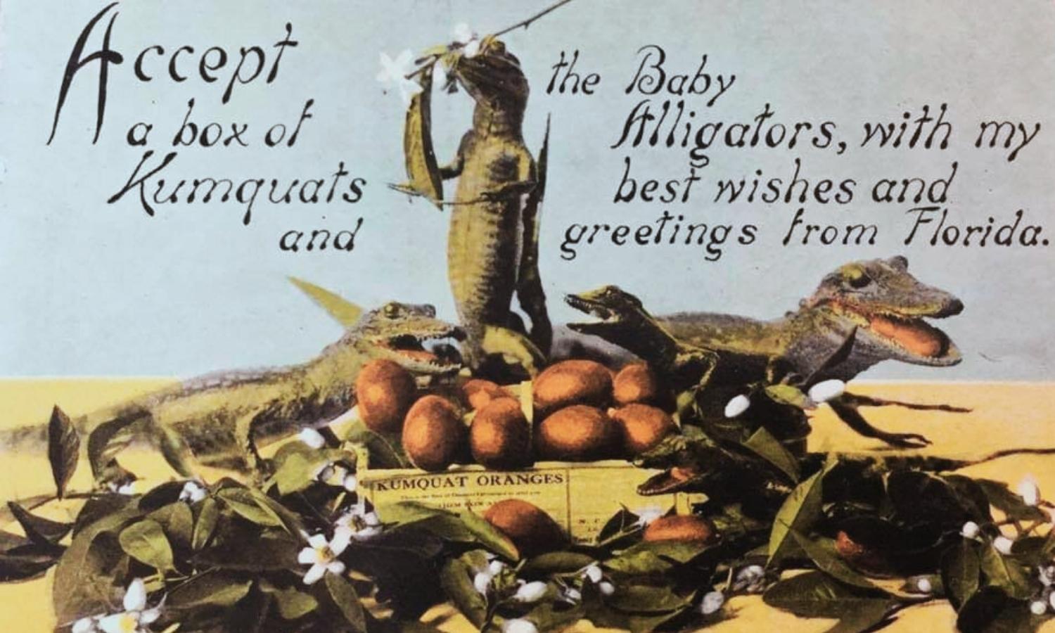 Vintage Florida postcard showing baby alligators posed around a crate of kumquats, a playful piece of early Florida culture and Volusia County regional history.