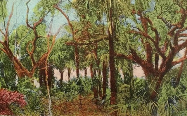 Vintage postcard of a dense Florida hammock with towering live oaks, winding branches, palmettos, and layered green undergrowth. The scene captures the wild, untouched forests that once covered much of Central Florida and shaped the natural heritage of Volusia County. This image reflects the mystery, biodiversity, and sense of Old Florida wilderness that inspire writers exploring the region’s environmental history and evocative landscapes.